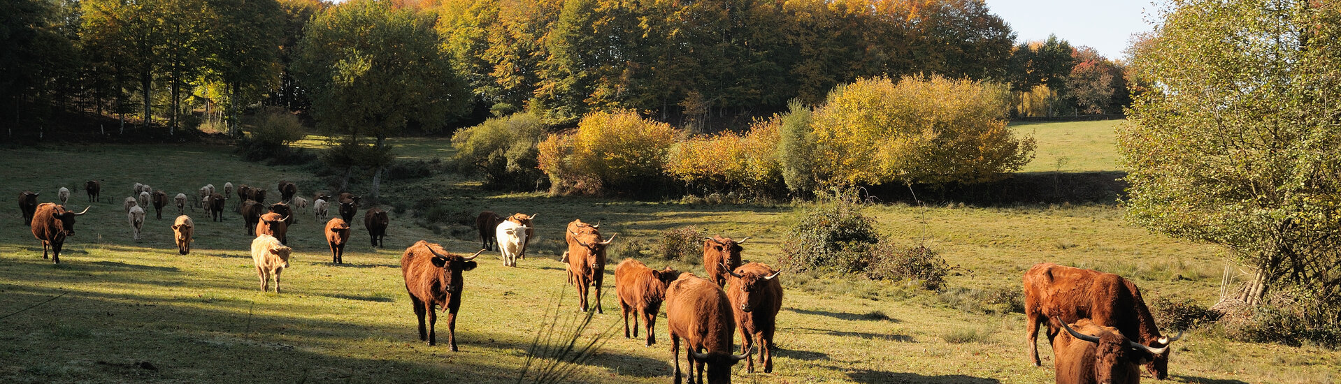 Mairie de Roumégoux (Cantal)