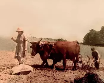 Le labour à la Barreyrie (Roumégoux années 1950)