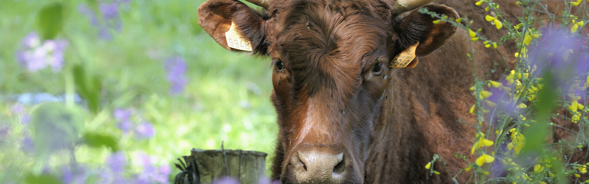 Bienvenue à Roumégoux dans le Cantal